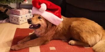 Лисичка-путешественница