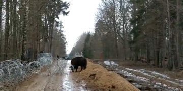 зубра перешли из Беларуси в Польшу