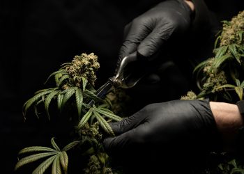 Як у Польшчы купіць марыхуану