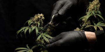 Як у Польшчы купіць марыхуану