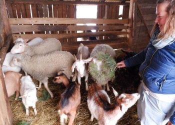 сырны бізнес