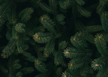 Куда выбрасывать ёлку