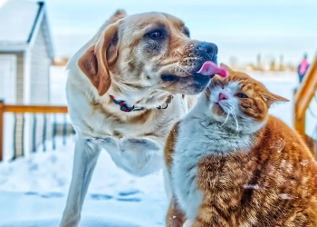 500+ на собаку и кота