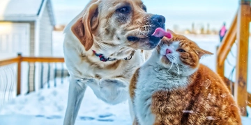 500+ на собаку и кота