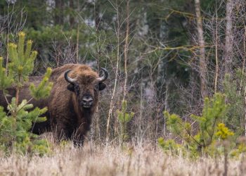 адпачынак на Падляшшы