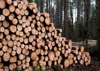 Польша продолжает покупать беларусский лес