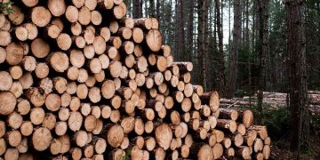 Польша продолжает покупать беларусский лес