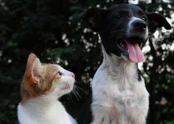 бездомные животные в Беларуси и Польше