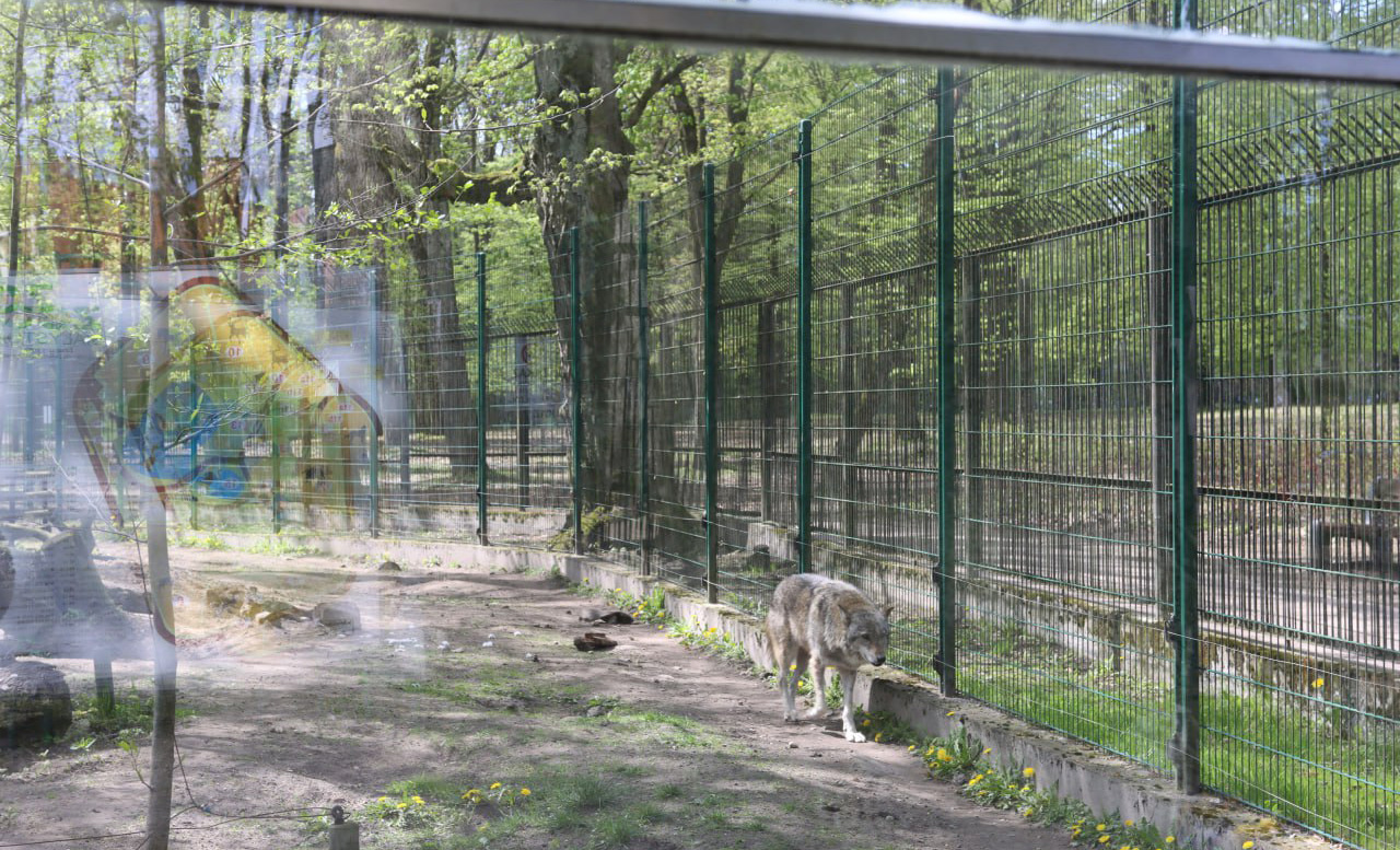 бесплатный зоопарк в Белостоке
