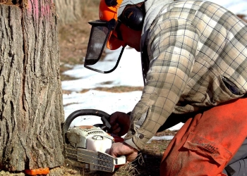 работа на пилораме в Польше, работа на лесопилке в Польше