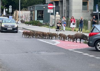 Дикие кабаны в Польше