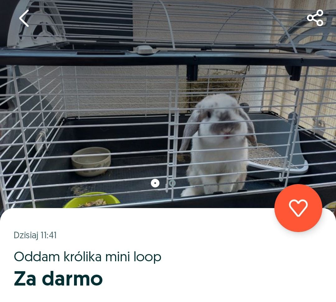 В Белостоке отдают кролика