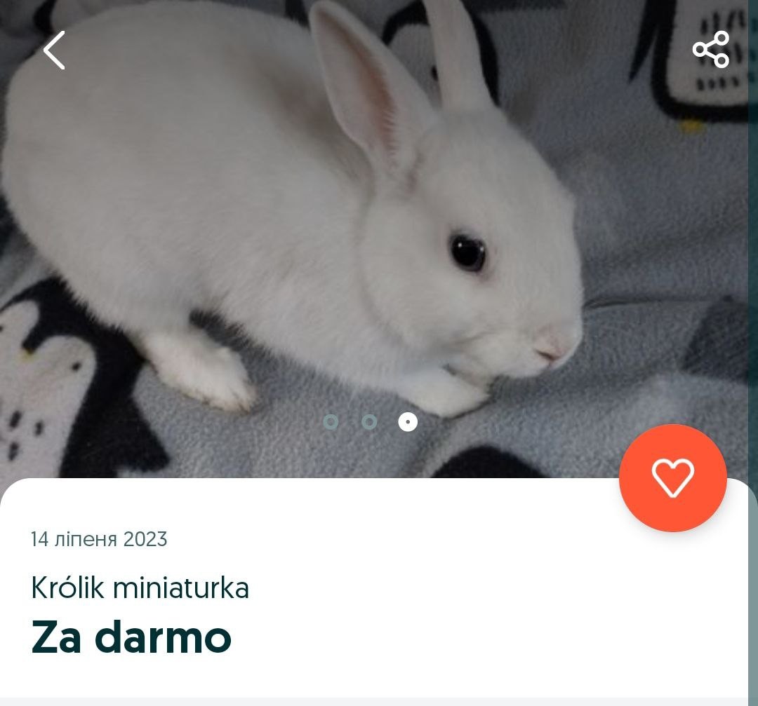 В Белостоке кролик в хорошие руки
