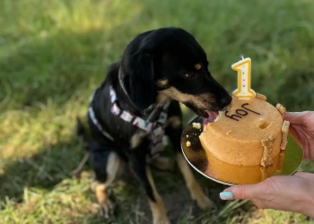 корм для собак и кошек в Польше