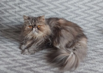 как ввезти кошку в Польшу