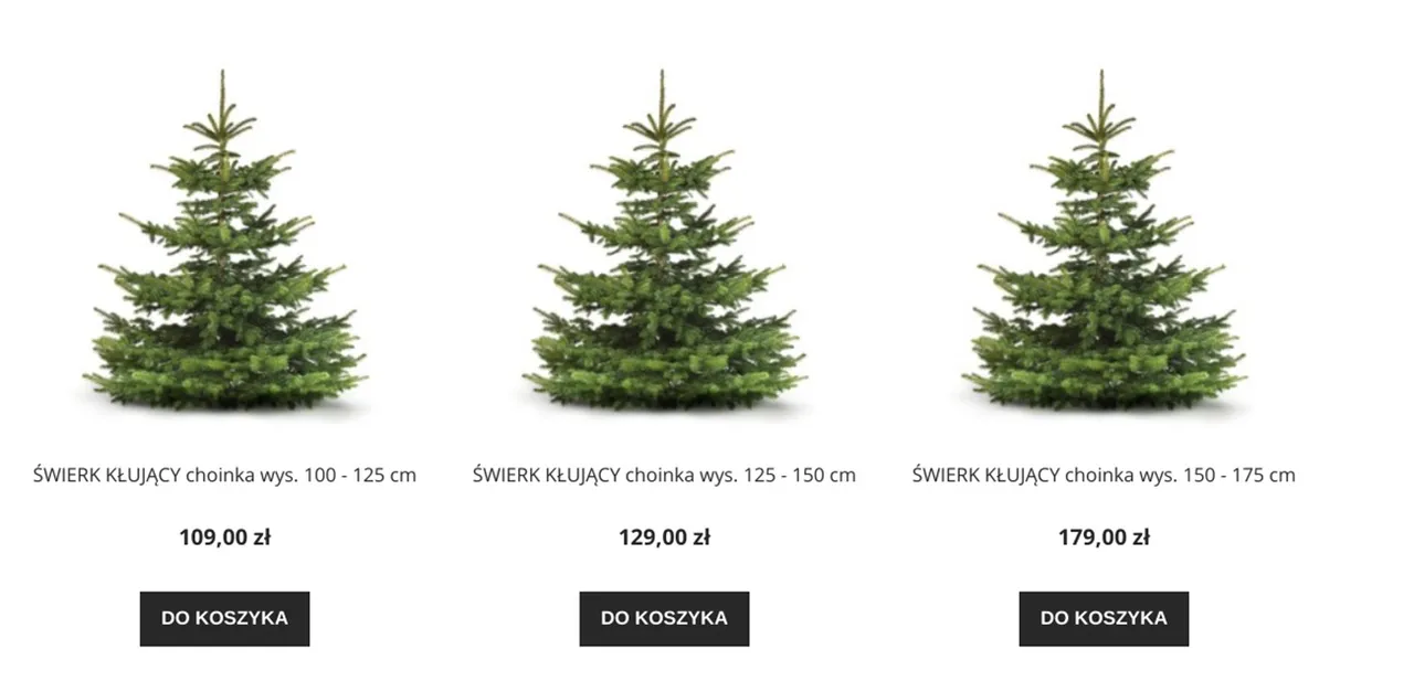 где купить елку в Польше