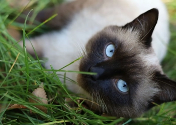 найти кошку в Польше