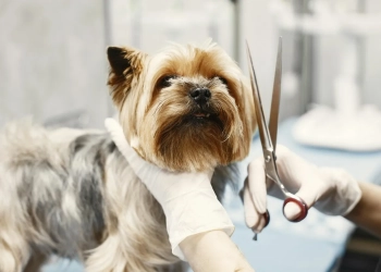 грумер в Варшаве