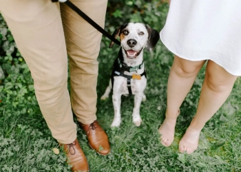 как взять животное в Польше