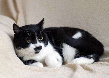 перевезти кота в Польшу