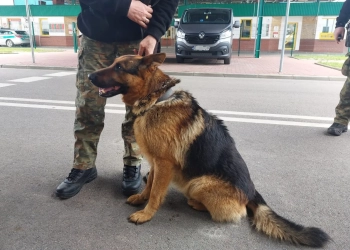 пограничники нашли собаку