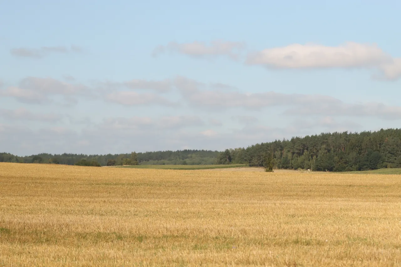 Кнышевічы