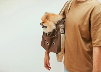 ввезти животное в Польшу