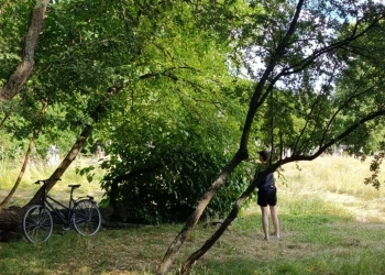 сбор фруктов в Польше