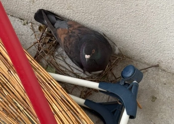 штрафы в Польше