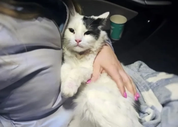 на границе сбежала кошка