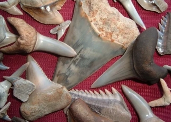 необычные поездки по Польше