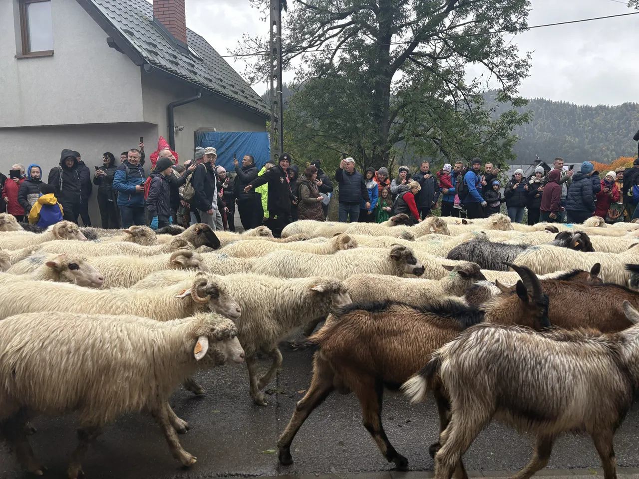 Осенний редык в Щавнице