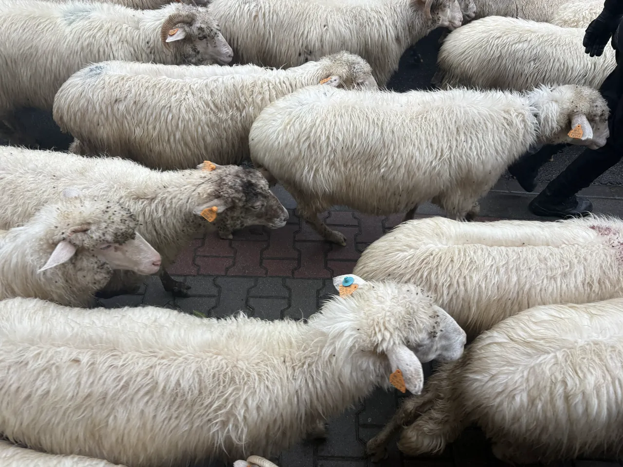 Осенний редык в Щавнице