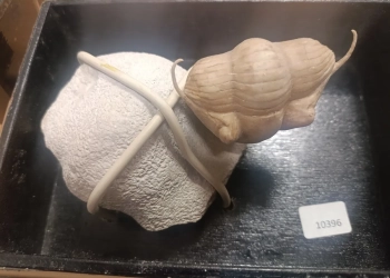 Окаменелости