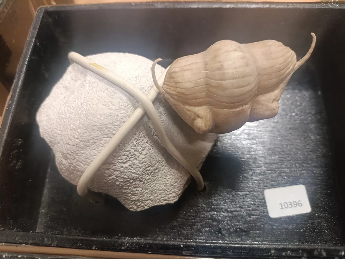 Окаменелости