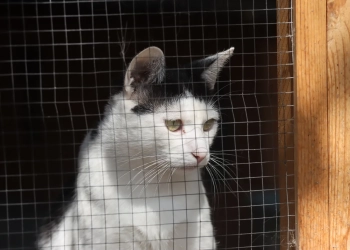 взять кота в Польше