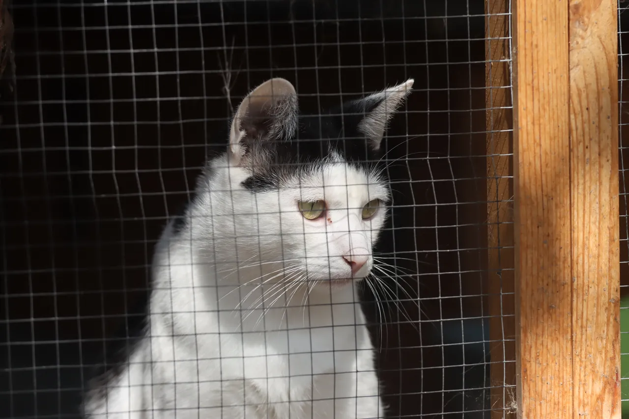 взять кота в Польше