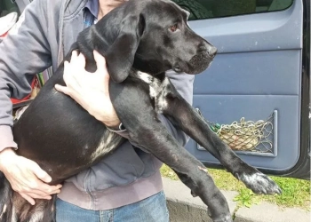 собака в Варшаве