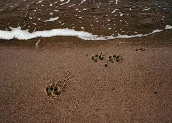 похоронить домашнее животное в Польше