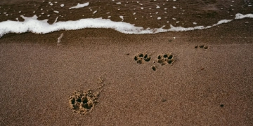 похоронить домашнее животное в Польше