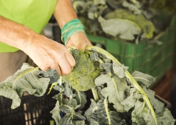 работа в Нидерландах