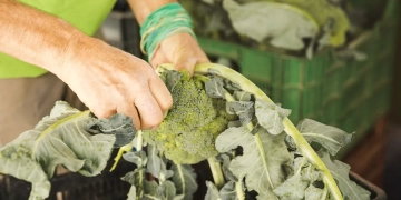 работа в Нидерландах