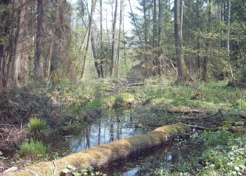 Беловежская пуща.
