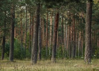 лес