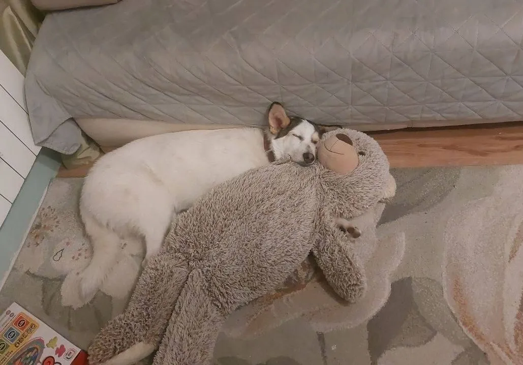 собака