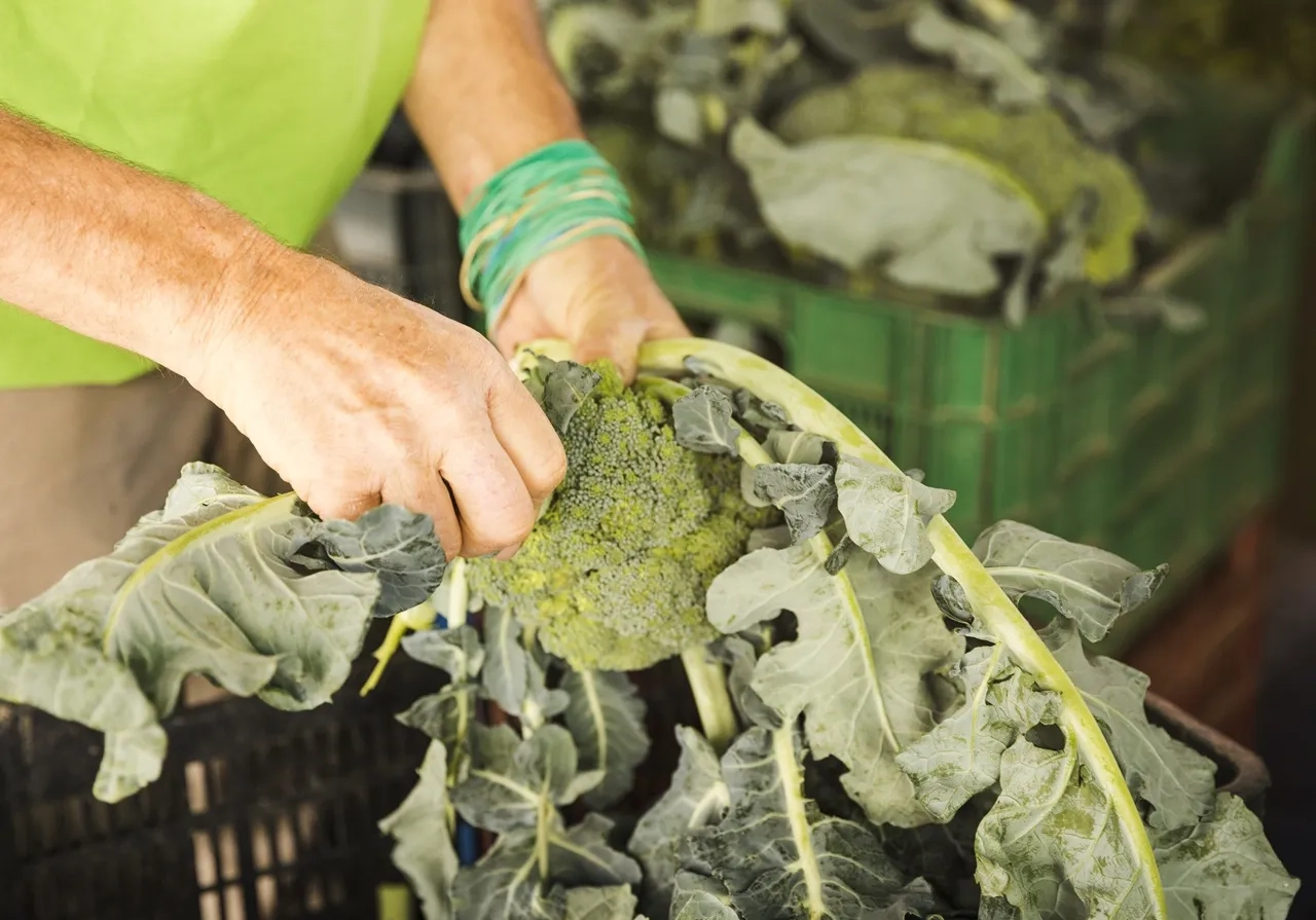 Думал открыть пункт Wildberries, а купил квартиру. Беларус ведет блог о том, как через польскую фирму собирает брокколи в Нидерландах