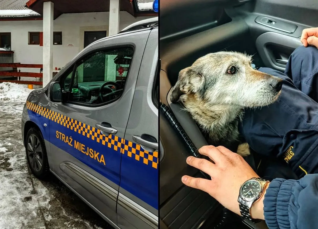 В Польше нашли собаку, которая потерялась в Беларуси. Похоже, она сама перешла границу по замерзшей реке