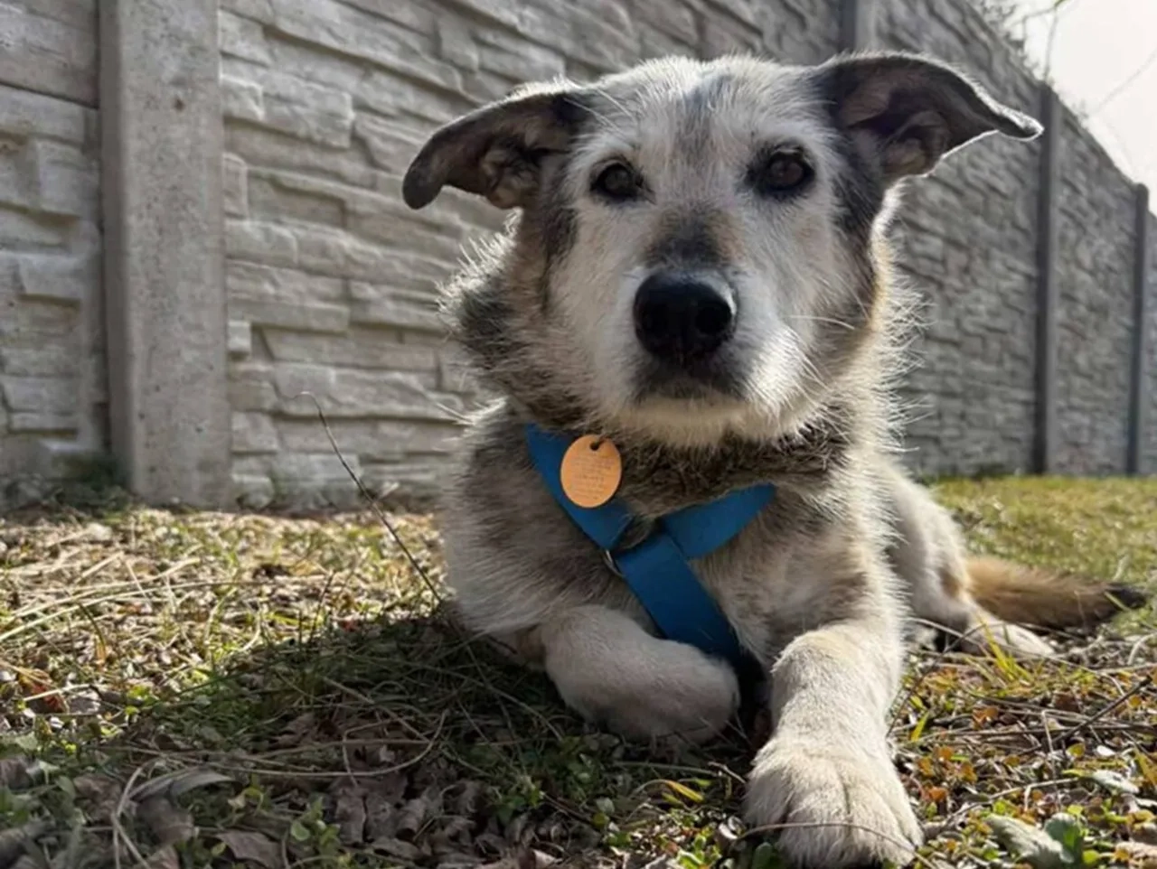 Помните бездомную собаку, которая перебежала из Беларуси в Польшу по замерзшей реке? Ей нашли хозяйку в Германии